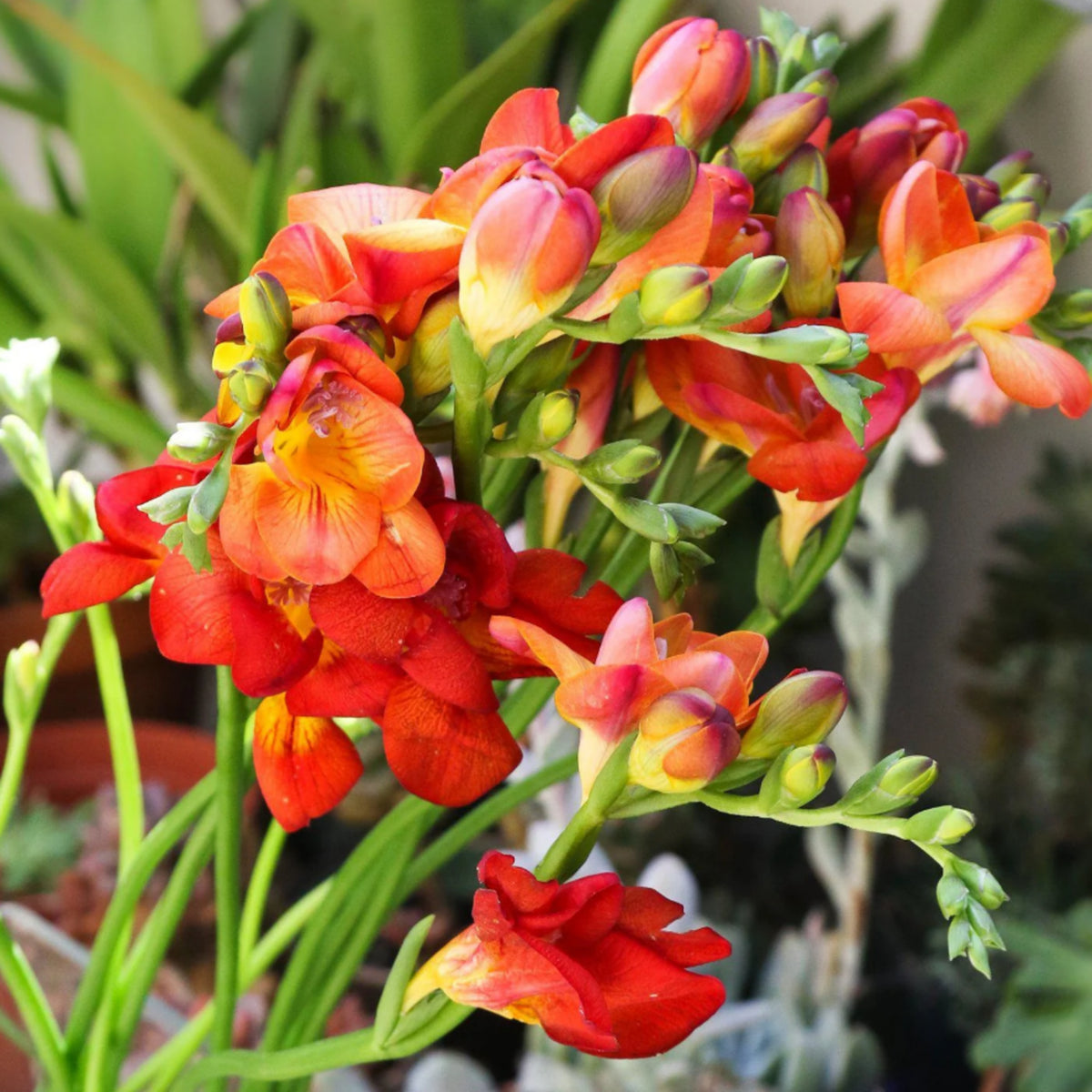 Freesia Double Berries & Cream Mix Summer Bulbs FRESIABERMIX-pink white red summer flowering bulbs - image2 2