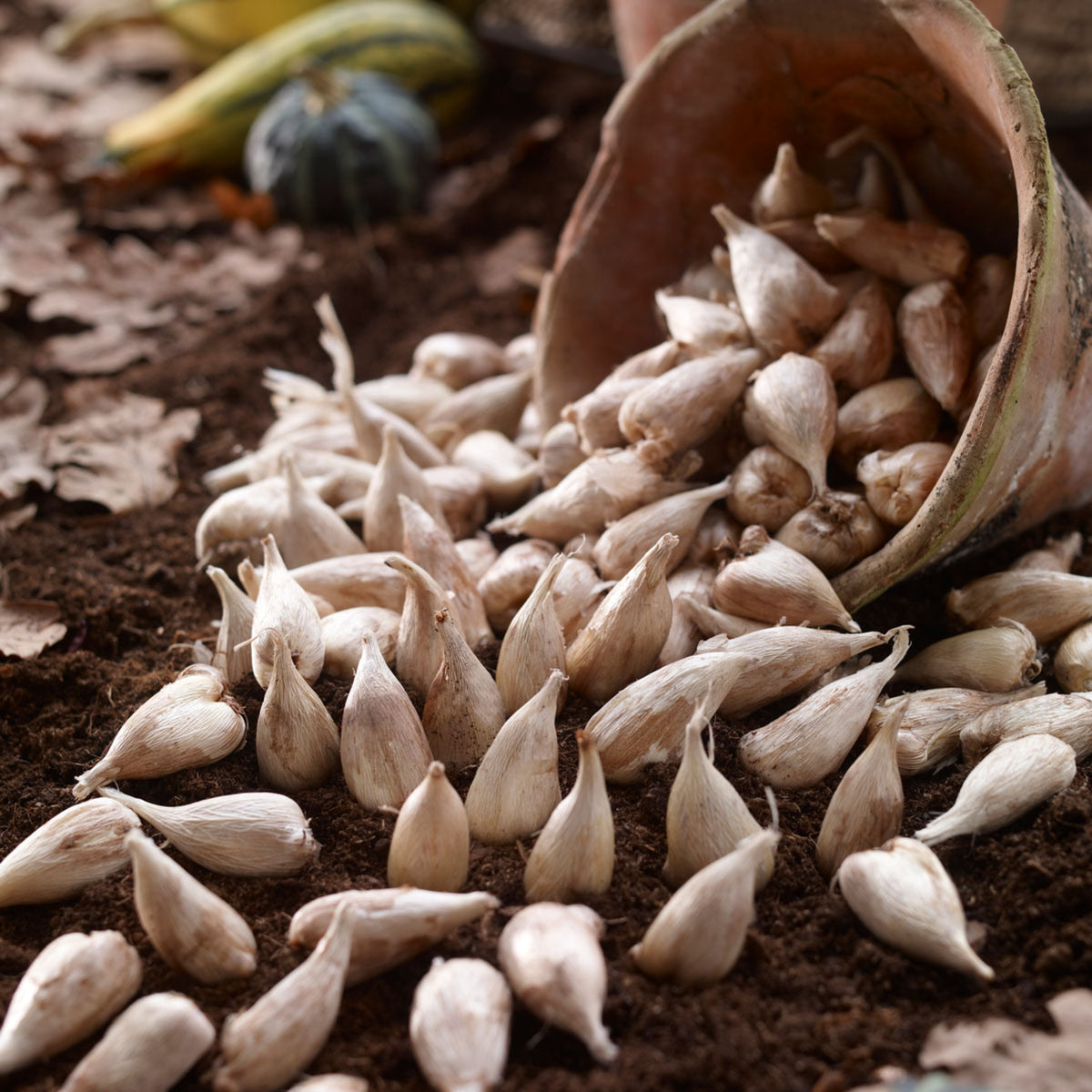 Freesia Double Berries & Cream Mix Summer Bulbs FRESIABERMIX-pink white red summer flowering bulbs - image3 3