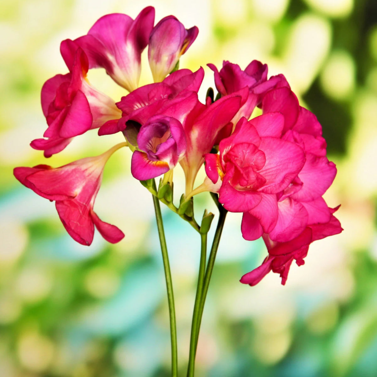 Freesia Double Berries & Cream Mix Summer Bulbs FRESIABERMIX-pink white red summer flowering bulbs - image5 5