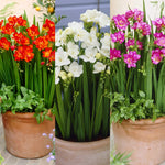 Freesia Double Berries & Cream Mix Summer Bulbs FRESIABERMIX-pink white red summer flowering bulbs - image6 6