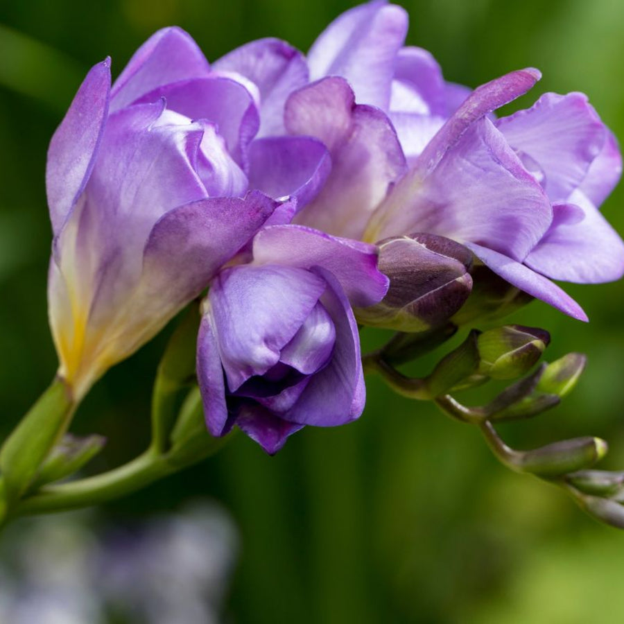 Freesia Double Blue Summer Bulbs FRESIADBLBLU-freesia double blue summer flowering bulbs - image1 1