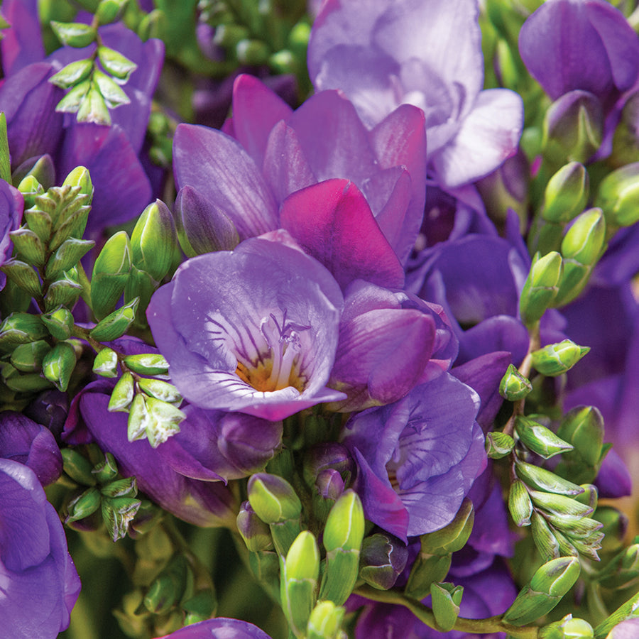 Freesia Double Blue Summer Bulbs FRESIADBLBLU-freesia double blue summer flowering bulbs - image2 4