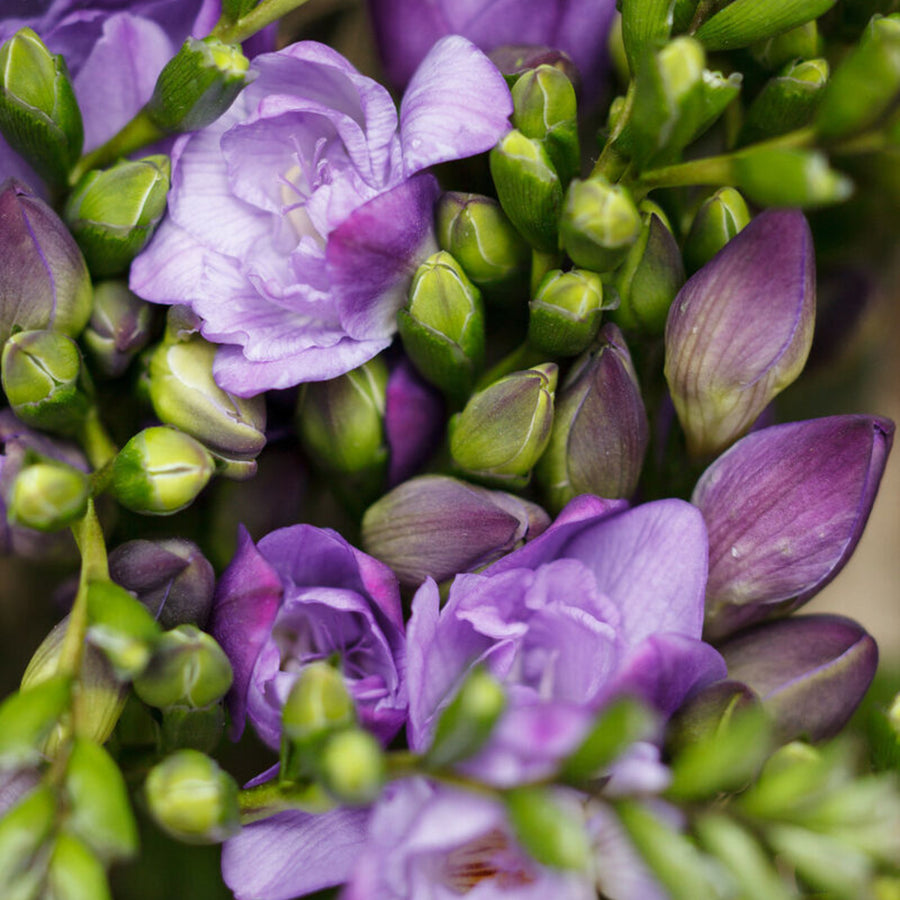 Freesia Double Blue Summer Bulbs FRESIADBLBLU-freesia double blue summer flowering bulbs - image4 2