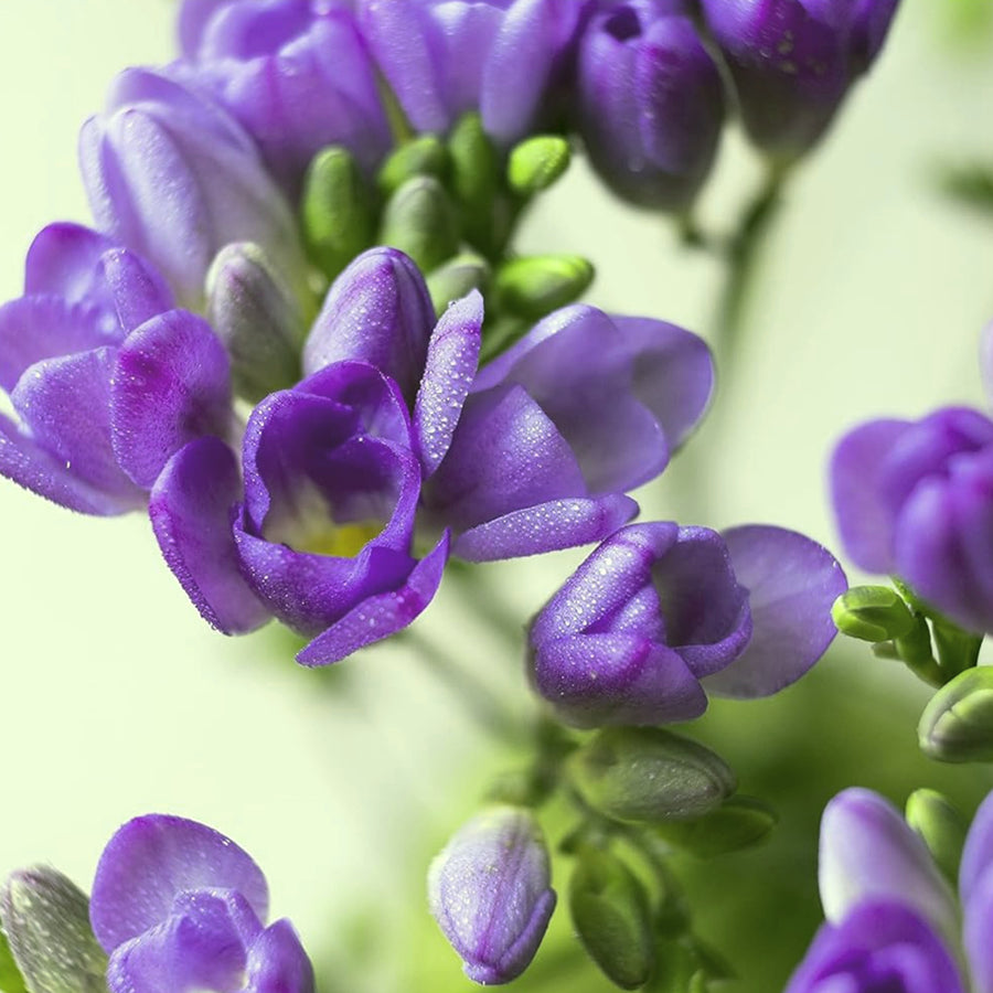 Freesia Double Blue Summer Bulbs FRESIADBLBLU-freesia double blue summer flowering bulbs - image6 5