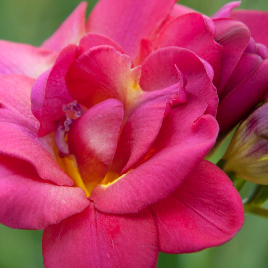 Freesia Double Pink Summer Bulbs FRESIADBLPNK-freesia double pink summer flowering bulbs - image4 1
