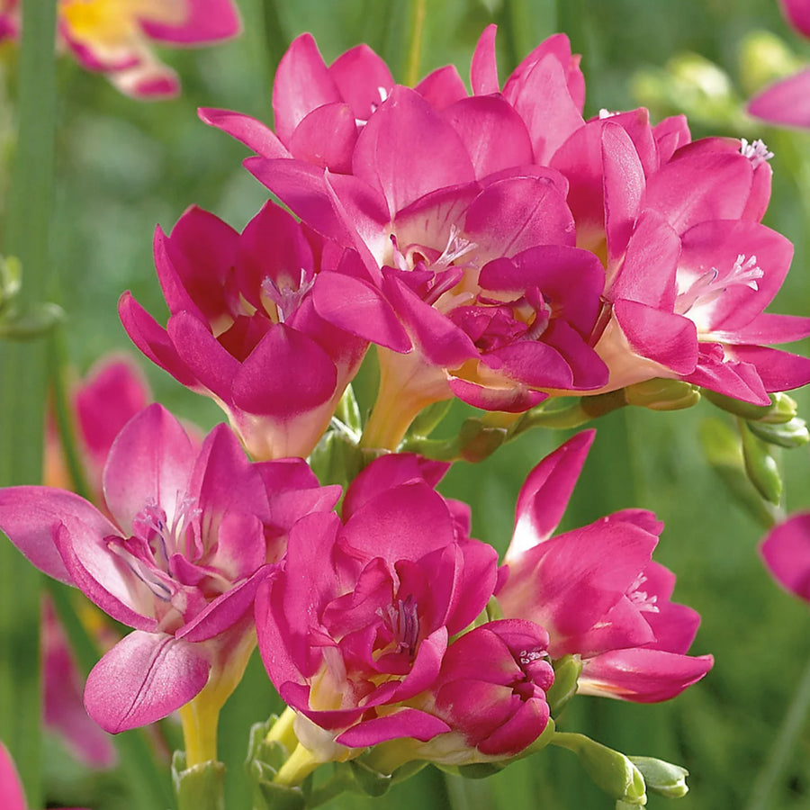 Freesia Double Pink Summer Bulbs FRESIADBLPNK-freesia double pink summer flowering bulbs - image5 3
