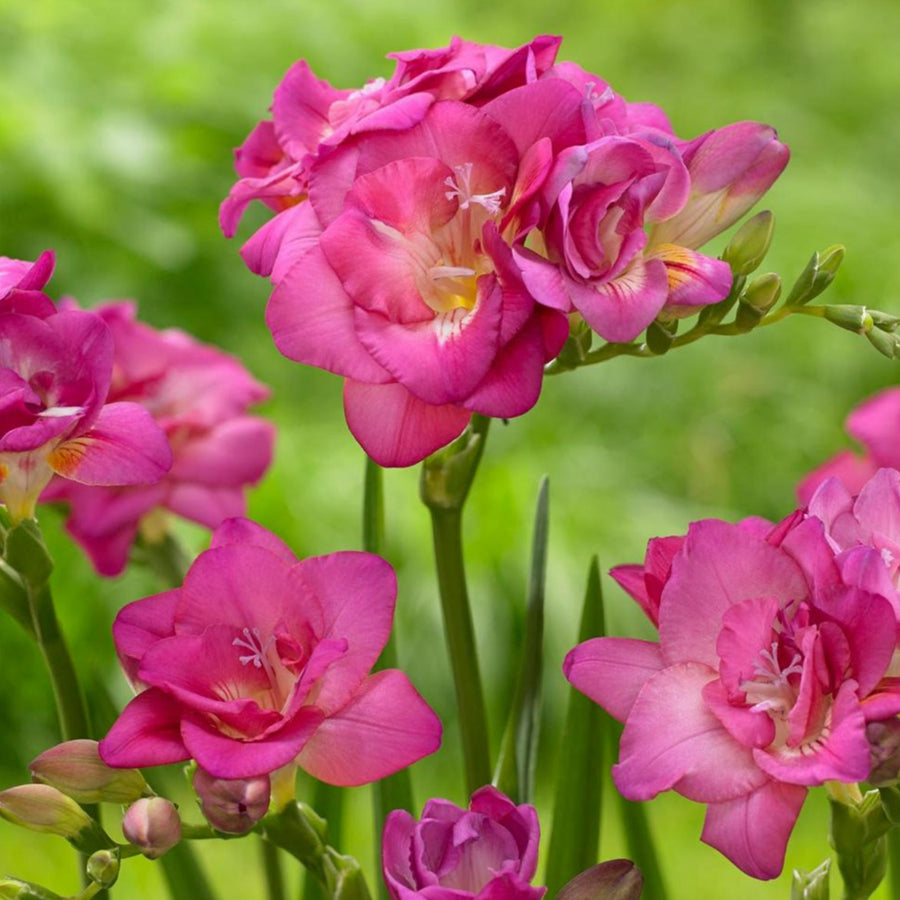 Freesia Double Pink Summer Bulbs FRESIADBLPNK-freesia double pink summer flowering bulbs - image6 5