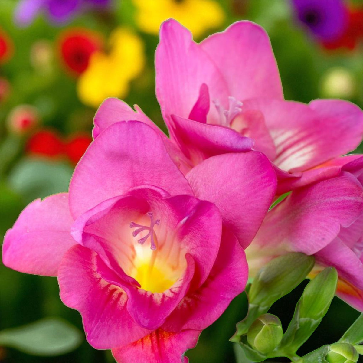 Freesia Double Pink Summer Bulbs  6