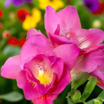 Freesia Double Pink Summer Bulbs  6