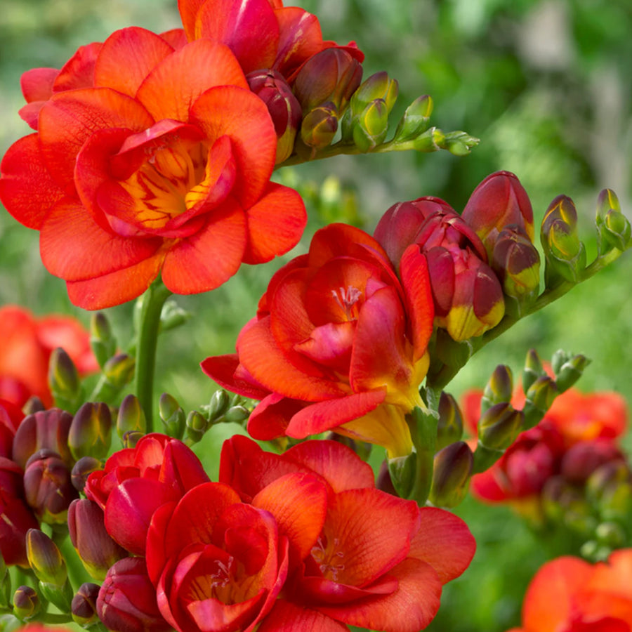 Freesia Double Red Summer Bulbs FRESIADBLRED-freesia double red summer flowering bulbs - image1 1