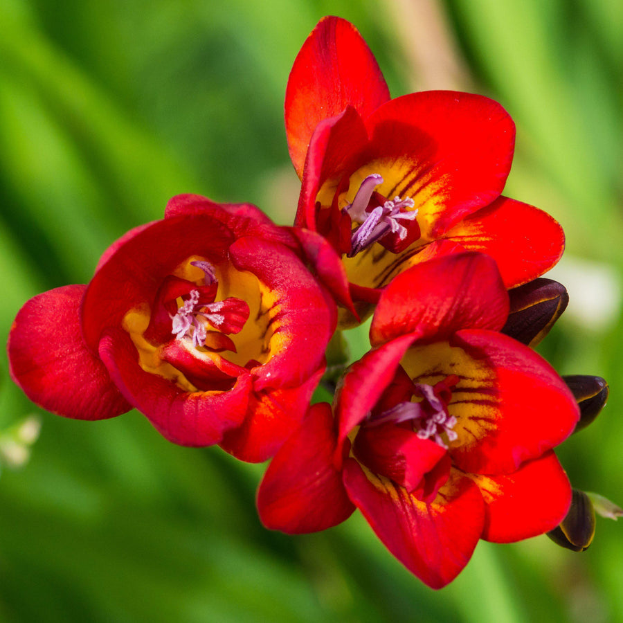 Freesia Double Red Summer Bulbs FRESIADBLRED-freesia double red summer flowering bulbs - image2 2