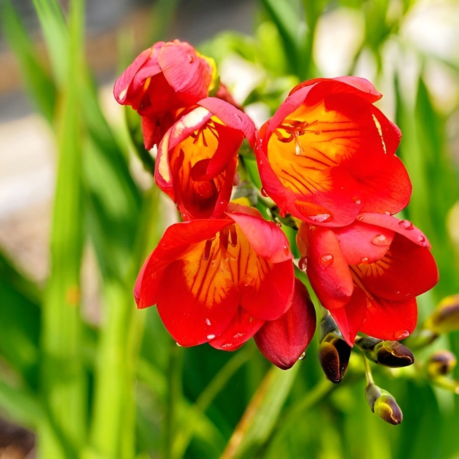 Freesia Double Red Summer Bulbs FRESIADBLRED-freesia double red summer flowering bulbs - image5 5