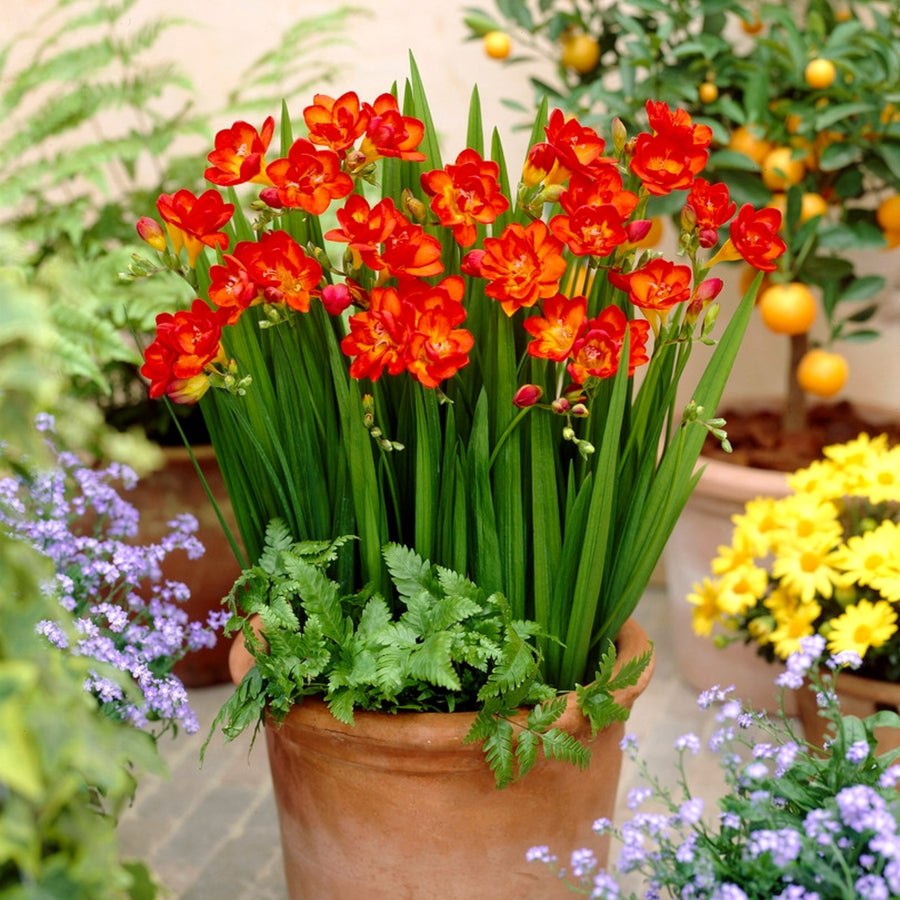 Freesia Double Red Summer Bulbs FRESIADBLRED-freesia double red summer flowering bulbs - image6 6