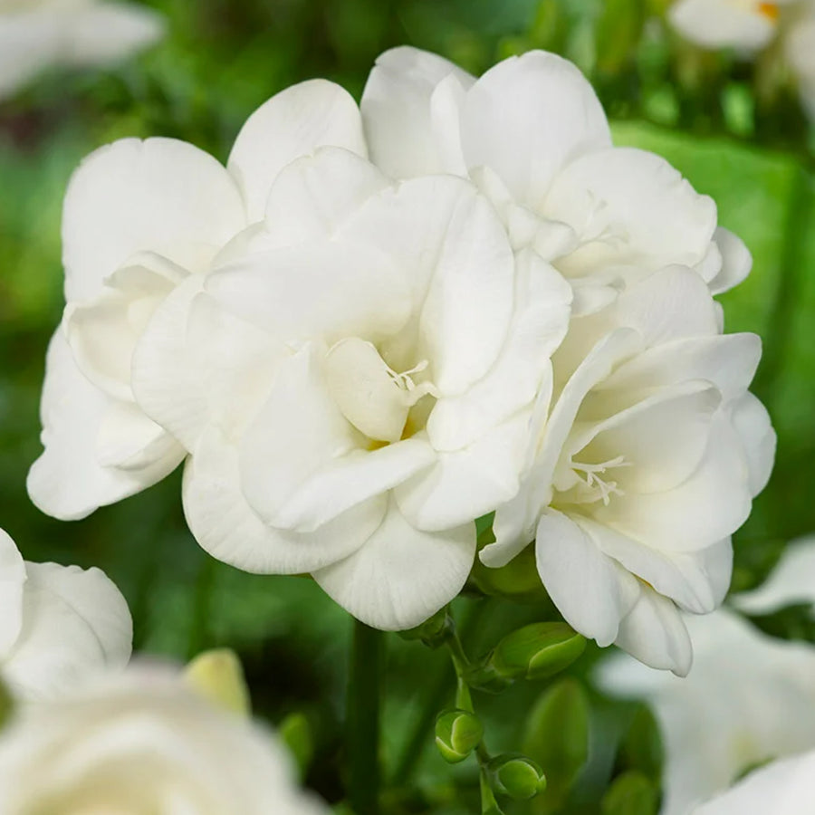 Freesia Double White Summer Bulbs FRESIADBLWHT-freesia double white summer flowering bulbs - image1 1