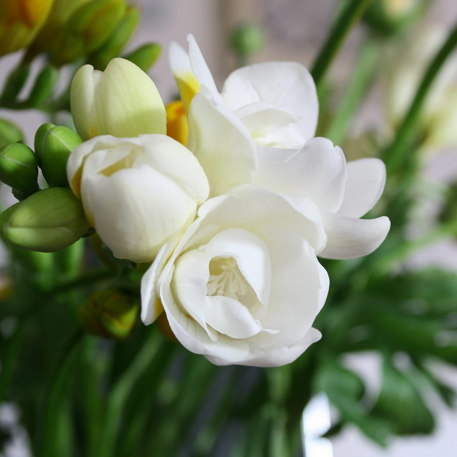 Freesia Double White Summer Bulbs FRESIADBLWHT-freesia double white summer flowering bulbs - image2 2
