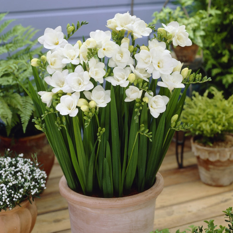 Freesia Double White Summer Bulbs FRESIADBLWHT-freesia double white summer flowering bulbs - image4 4