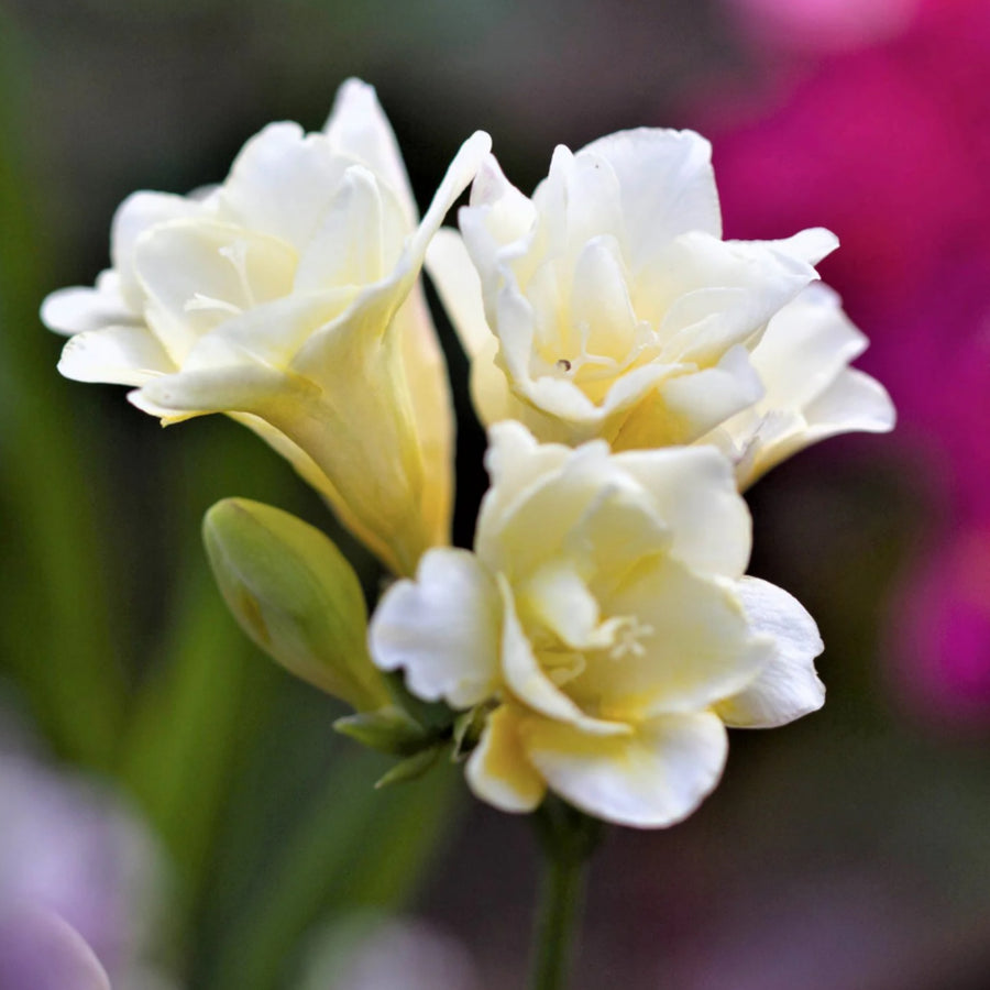 Freesia Double White Summer Bulbs FRESIADBLWHT-freesia double white summer flowering bulbs - image5 5