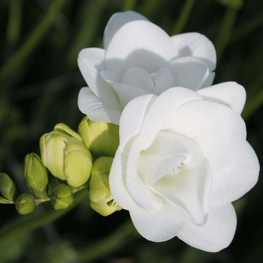 Freesia Double White Summer Bulbs FRESIADBLWHT-freesia double white summer flowering bulbs - image6 6