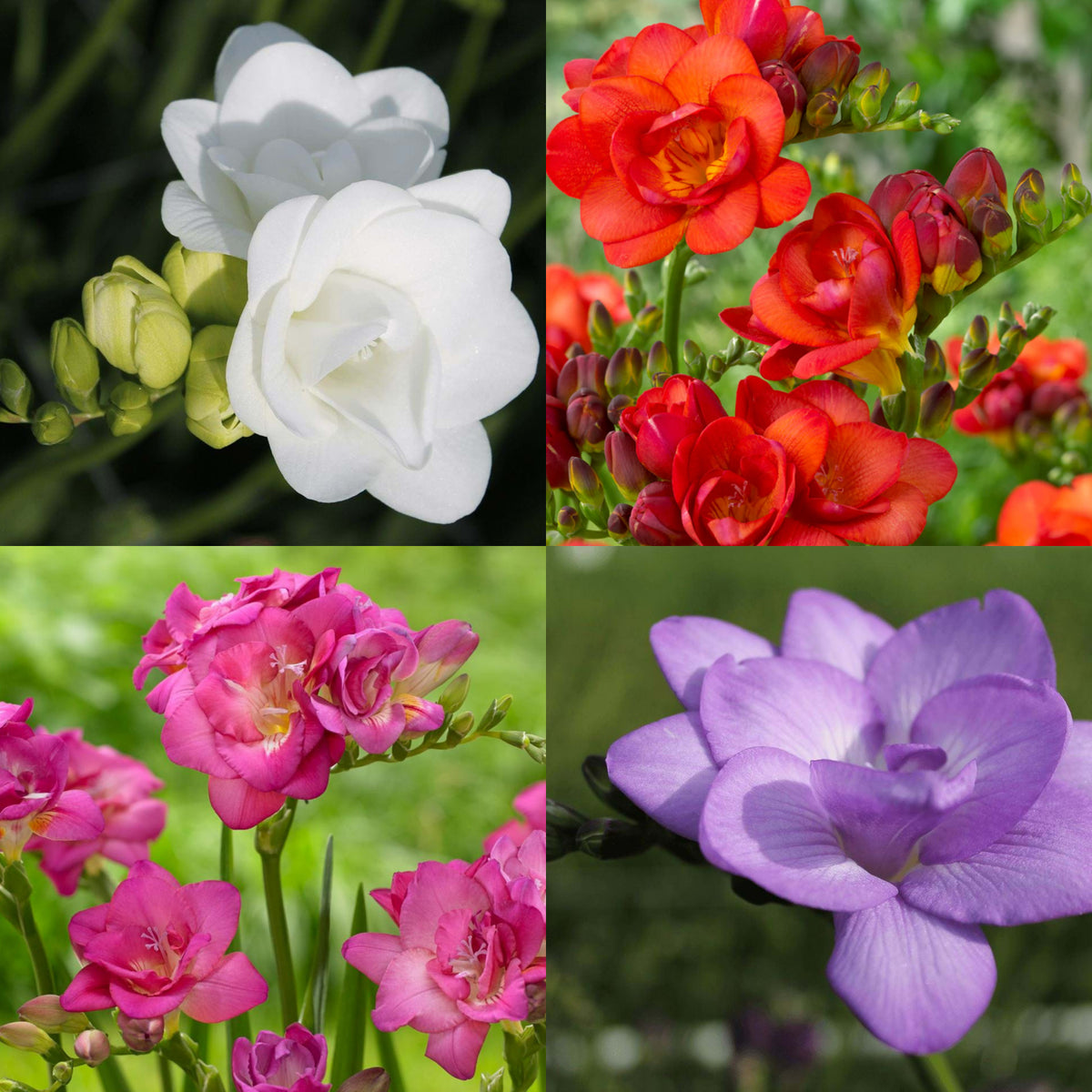 Freesia Double Mixed Summer Bulbs FRESIAMULTIMIX-pink white red blue summer flowering bulbs - image1 1