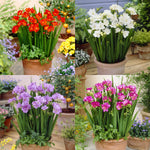 Freesia Double Mixed Summer Bulbs FRESIAMULTIMIX-pink white red blue summer flowering bulbs - image2 2