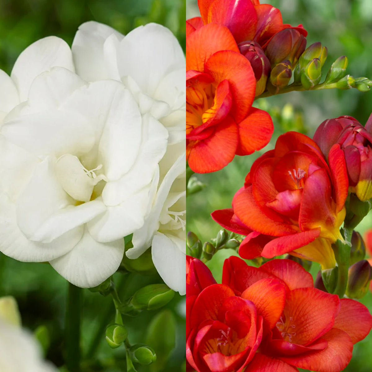 Freesia Double Mixed Summer Bulbs FRESIAMULTIMIX-pink white red blue summer flowering bulbs - image4 4