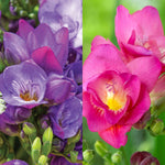 Freesia Double Mixed Summer Bulbs FRESIAMULTIMIX-pink white red blue summer flowering bulbs - image5 5