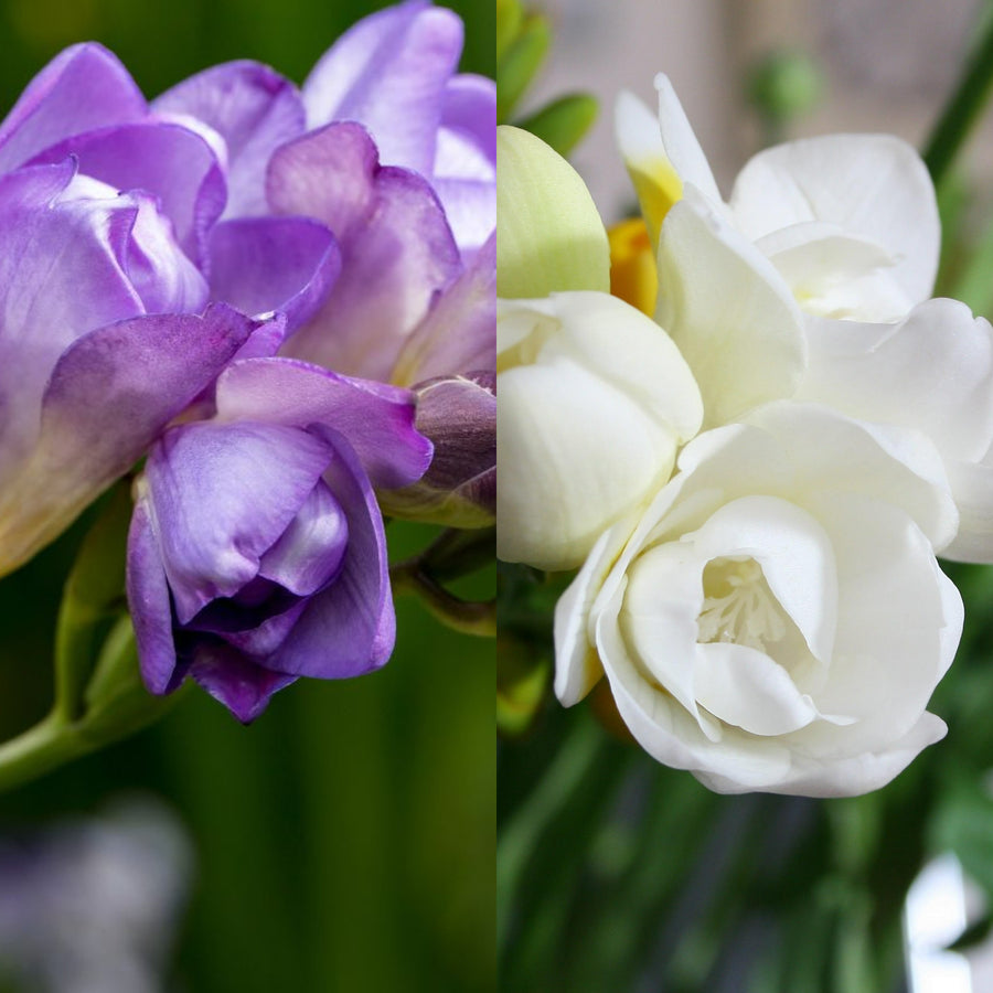 Freesia Double Rhapsody in Blue Mix Bulbs FRESIARHAPMIX-freesia double blue white summer flowering bulbs - image1 1