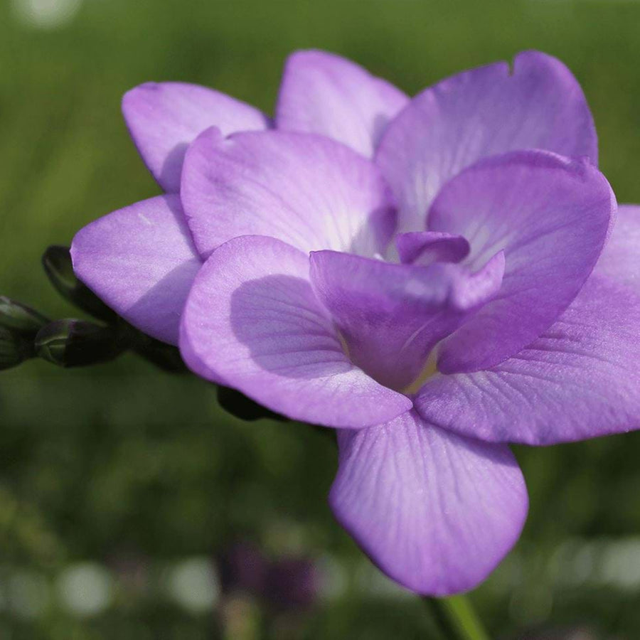 Freesia Double Rhapsody in Blue Mix Bulbs FRESIARHAPMIX-freesia double blue white summer flowering bulbs - image2 4