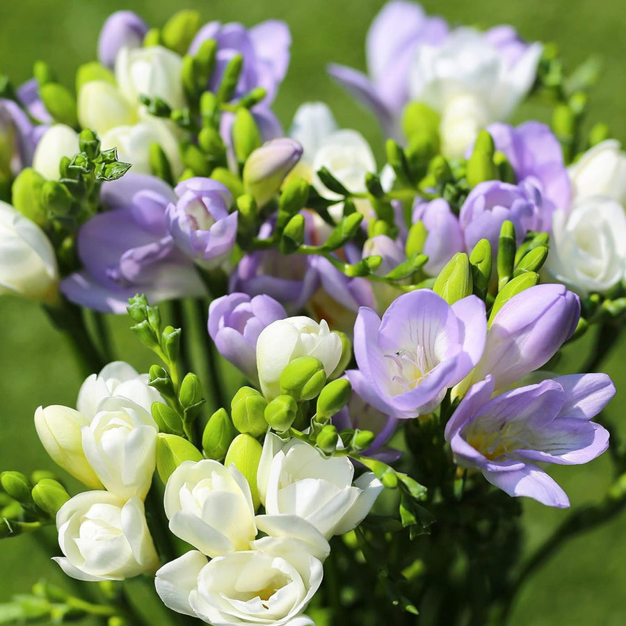 Freesia Double Rhapsody in Blue Mix Bulbs FRESIARHAPMIX-freesia double blue white summer flowering bulbs - image4 3