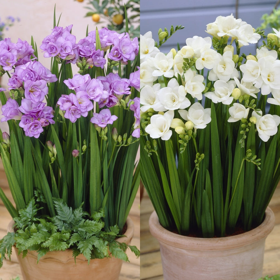 Freesia Double Rhapsody in Blue Mix Bulbs FRESIARHAPMIX-freesia double blue white summer flowering bulbs - image6 6