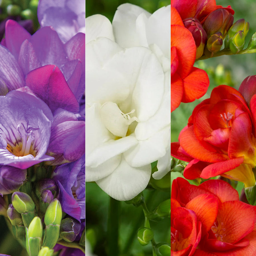 Freesia Double Traditional Mix Summer Bulbs FRESIATRADMIX-blue white red summer flowering bulbs - image1 1