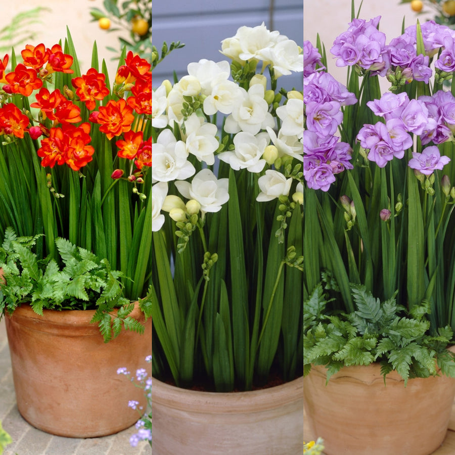 Freesia Double Traditional Mix Summer Bulbs FRESIATRADMIX-blue white red summer flowering bulbs - image6 6