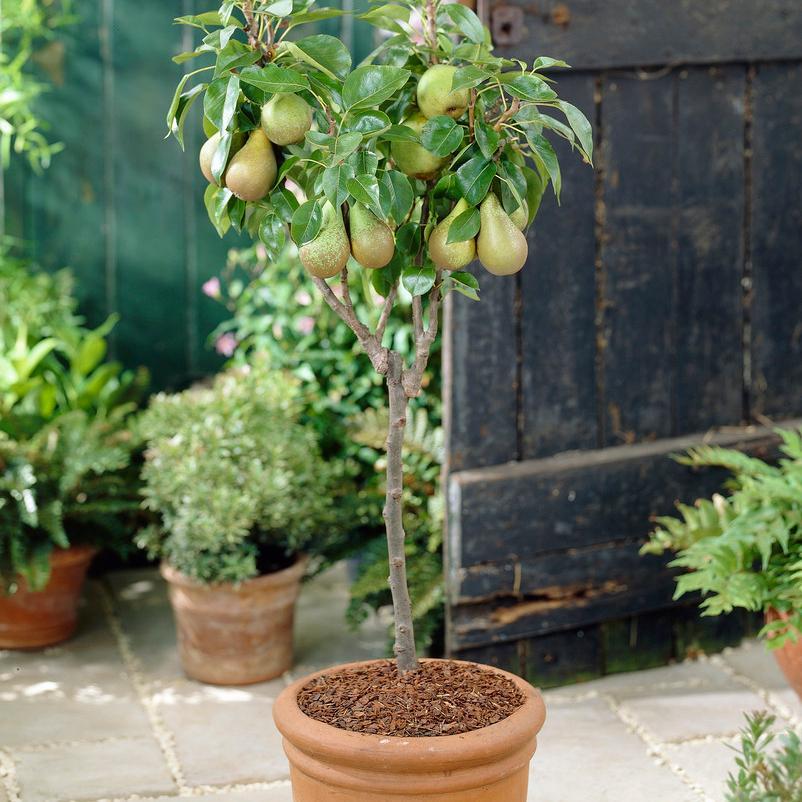 Pear Trees  1