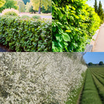 Fast Growing Hedging Mix Collage of fast-growing hedges including hornbeam, hawthorn and blackthorn - showing dense green summer foliage and a long stretch of white blackthorn blossom hedge in spring. 1