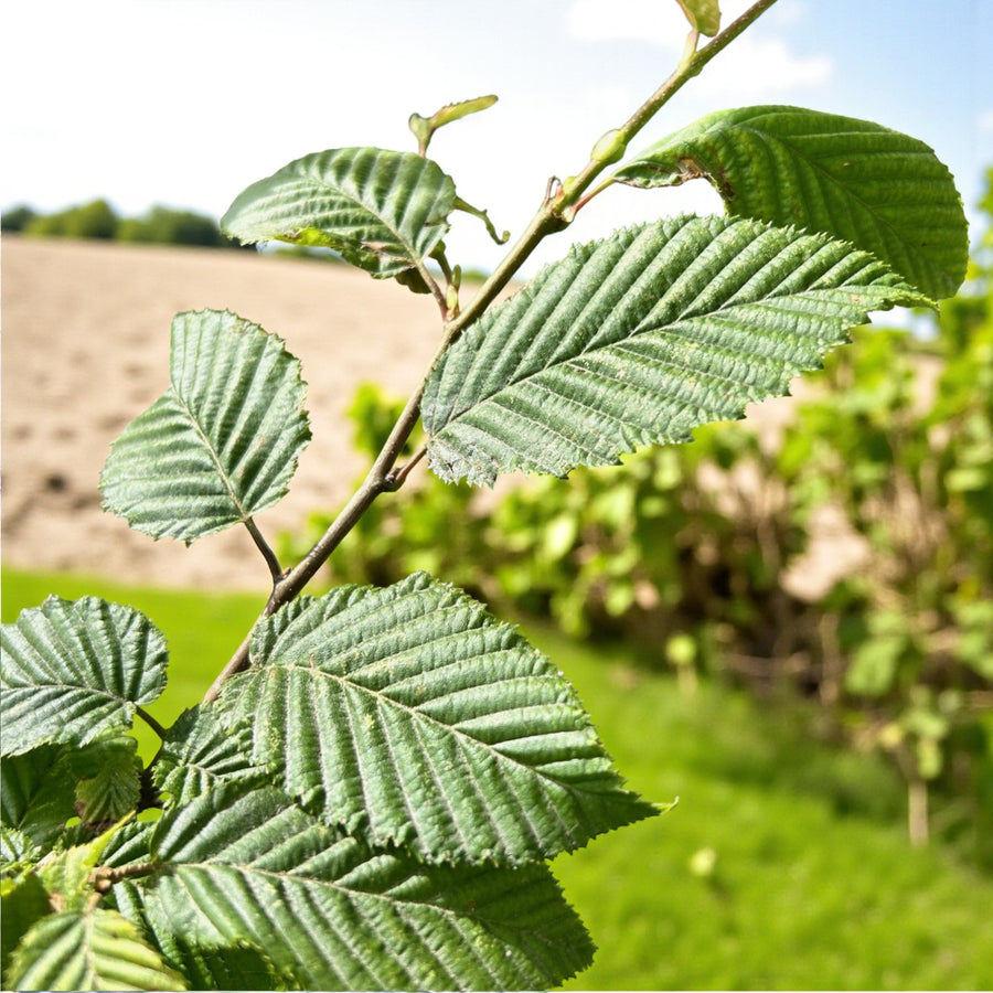 Fast Growing Hedging Mix Close-up of green hornbeam (Carpinus betulus) leaves on a young hedge plant, showing serrated leaf edges and healthy summer foliage. 2