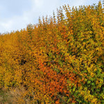 Fast Growing Hedging Mix Dense mixed native hedge in vibrant autumn colours, featuring orange, yellow and golden foliage along a long rural hedgerow. 3