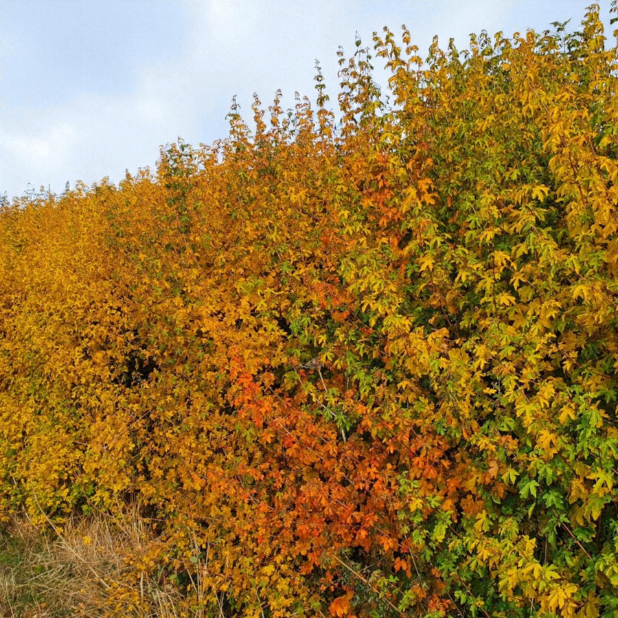 Fast Growing Hedging Mix Dense mixed native hedge in vibrant autumn colours, featuring orange, yellow and golden foliage along a long rural hedgerow. 3