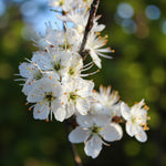 Fast Growing Hedging Mix White blackthorn (Prunus spinosa) blossoms in early spring, with clusters of delicate flowers on dark branches. 4
