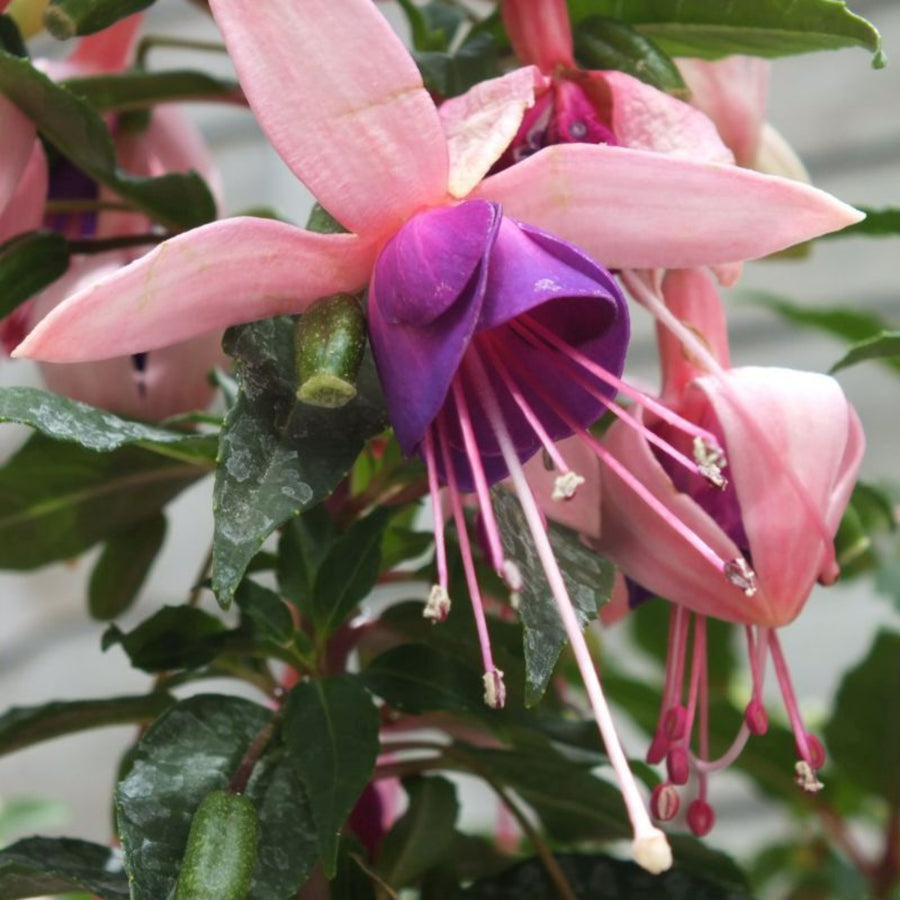 Fuchsia Bella Bush Plants Close-up shot of a fuchsia flower with light pink sepals and purple petals, highlighting the flower's unique shape and delicate stamens. 3
