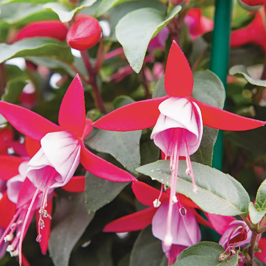 Fuchsia Bella Bush Plants Detailed shot of two fuchsia flowers with bright red sepals and white petals, showing the delicate structure and long, pink stamens. 4