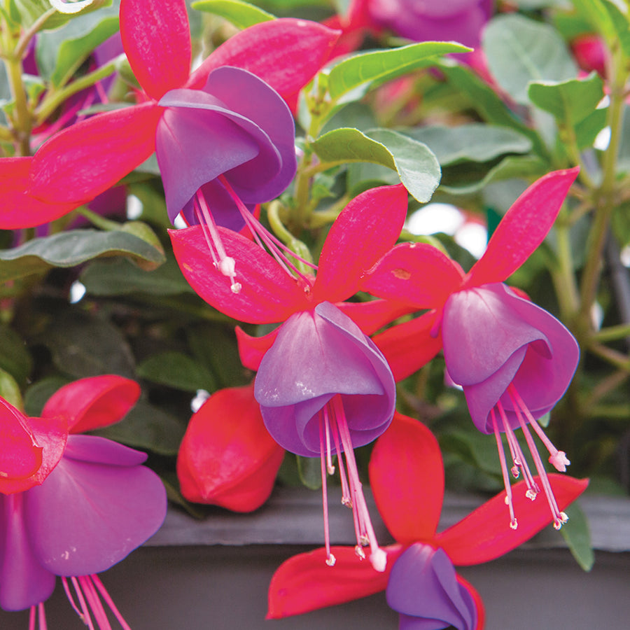 Fuchsia Bella Bush Plants Close-up shot of hybrid fuchsia flowers with bright pink sepals and deep purple petals, showcasing the delicate structure and long, white stamens. 5