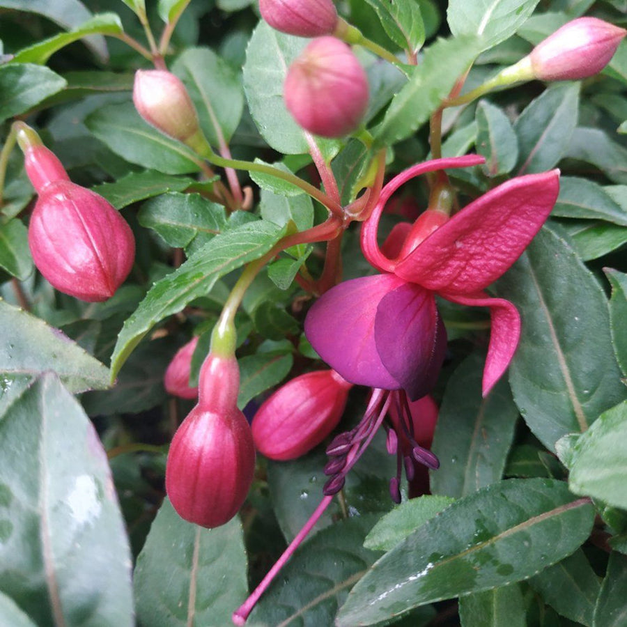 Fuchsia Bella Bush Plants A close-up image of a fuchsia flower with pink sepals and purple petals, surrounded by buds and green leaves. 6