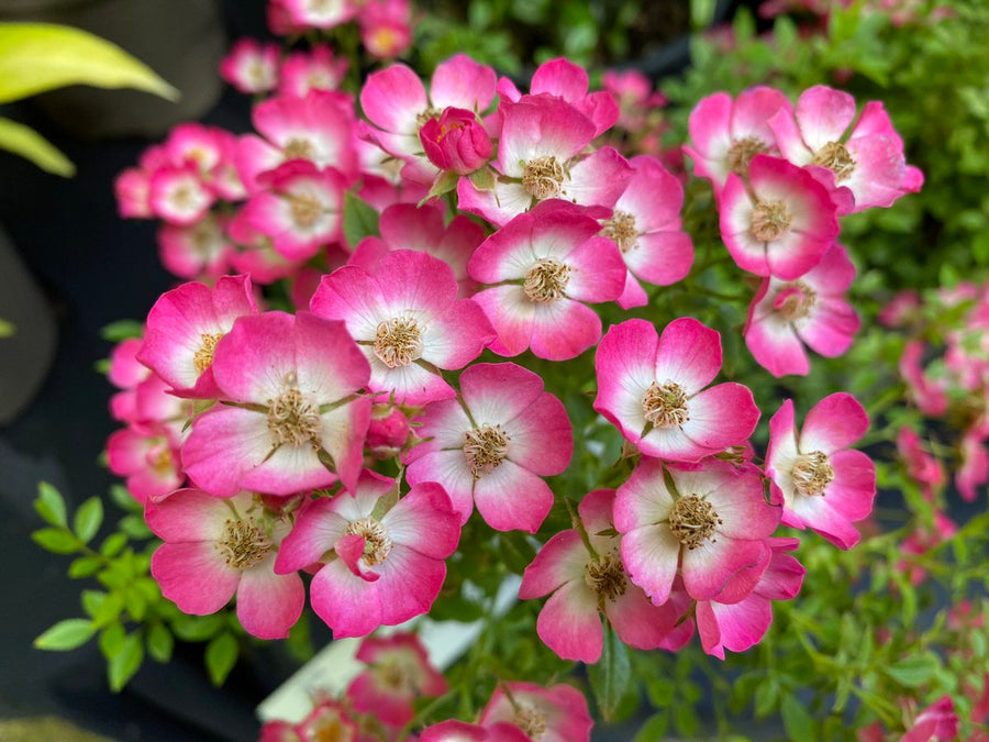Miniature Rose Alpina Plant - Cutie Pie in 9cm Pot Minatare Rose Alpina Plant - Cutie Pie in 9cm Pot image3 3