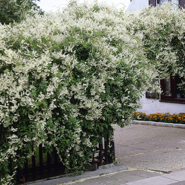 Fallopia Baldschuanica Russian Vine