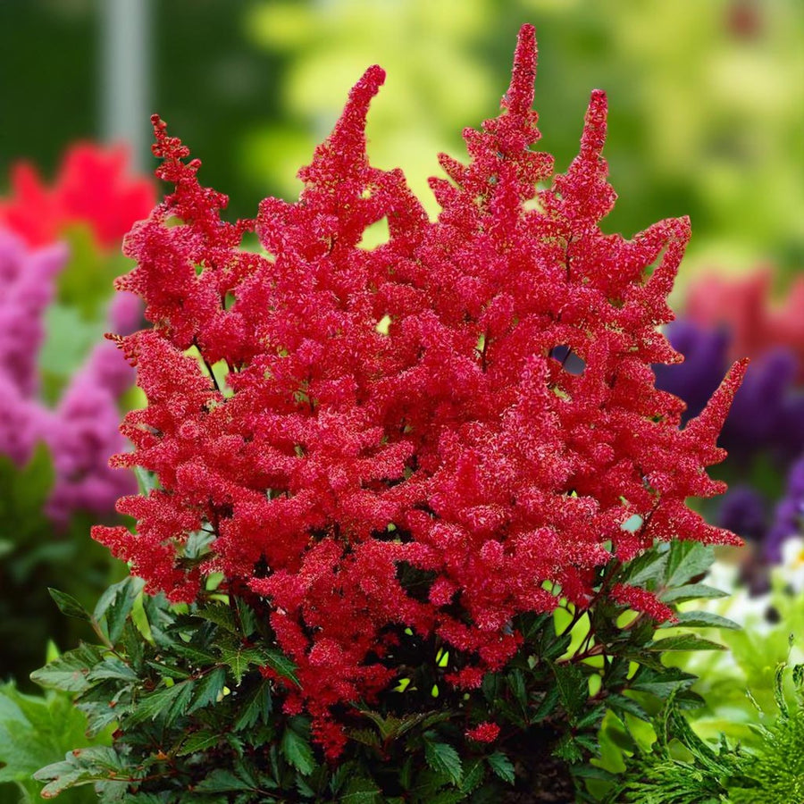 Astilbe Fanal Bare Roots  4