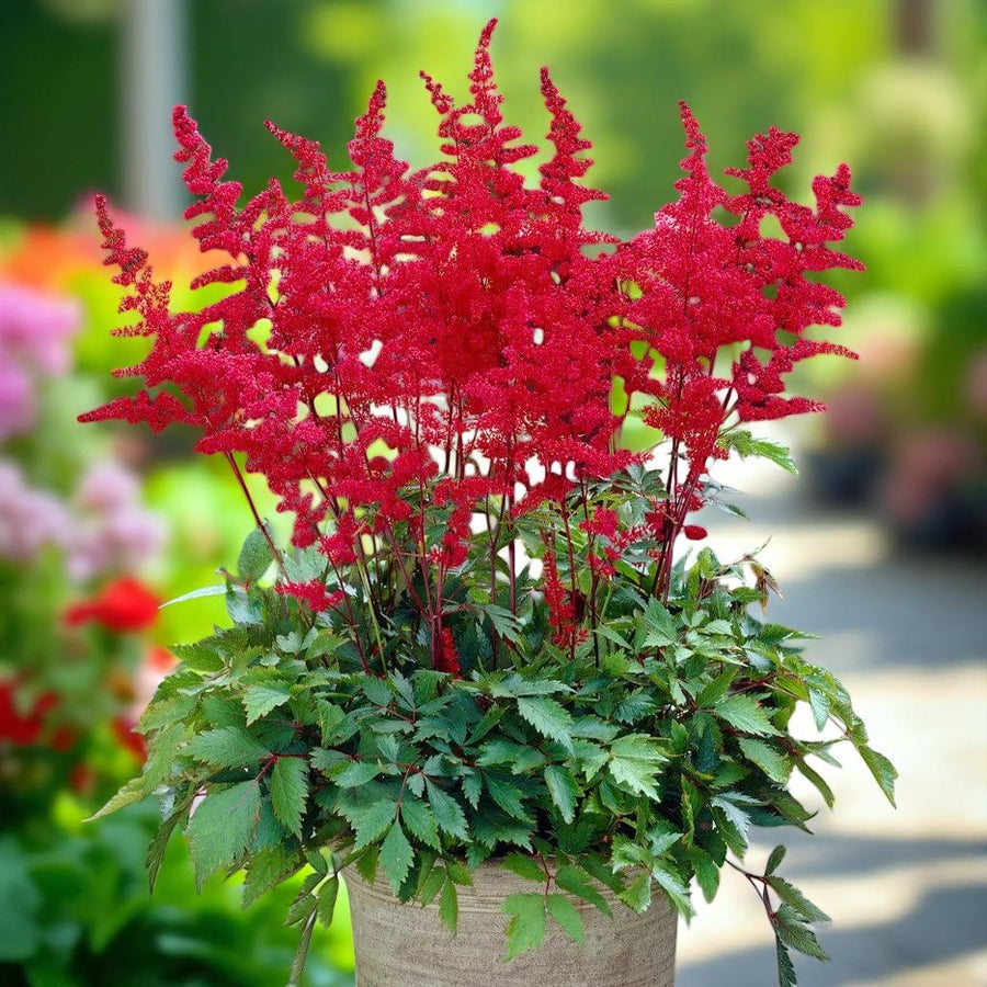 Astilbe Fanal Bare Roots  3