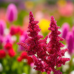 Astilbe Fanal Bare Roots  2
