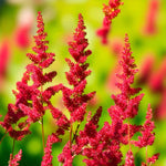 Astilbe Bare Root Mix  3