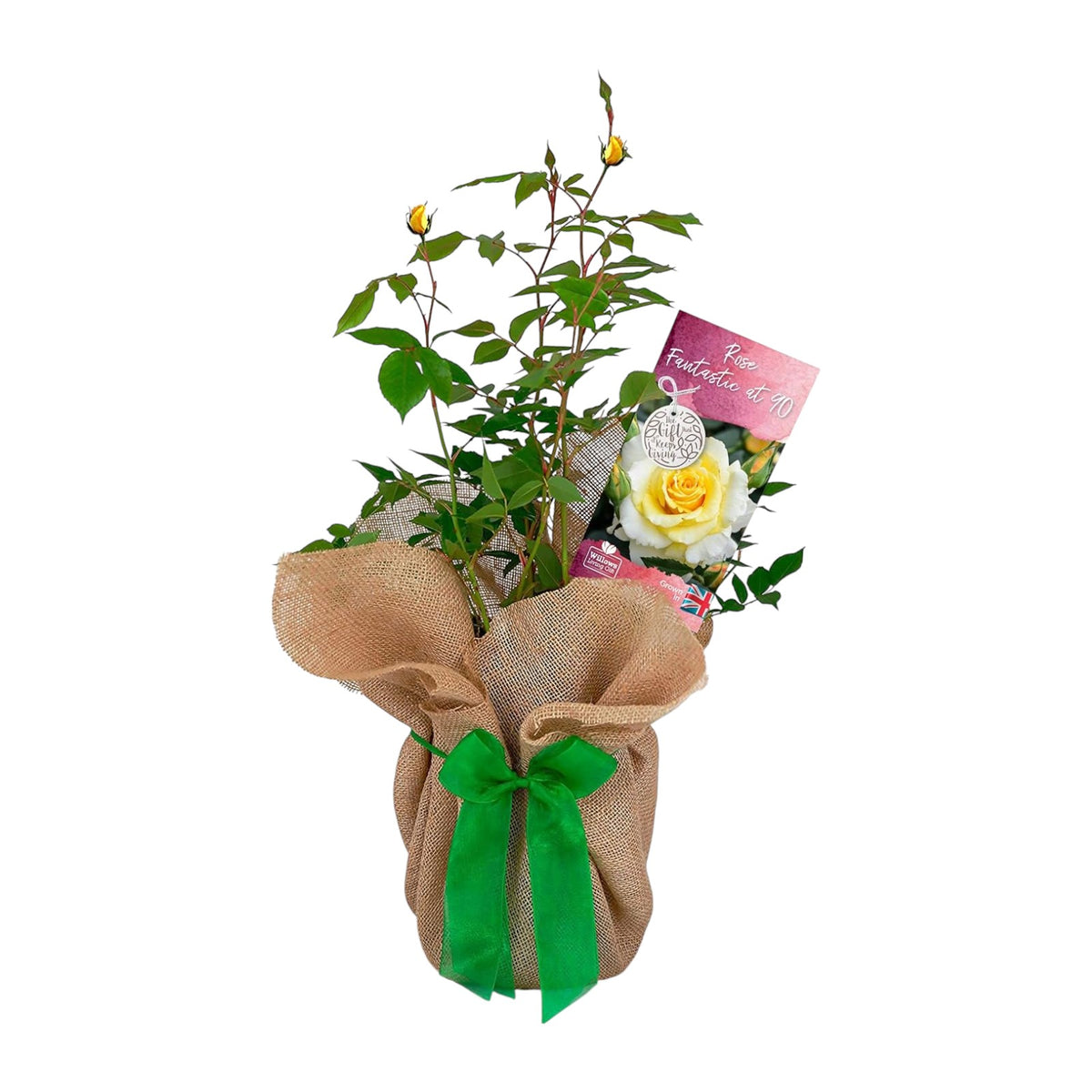 Fantastic at 90 Bush Gift Wrapped
