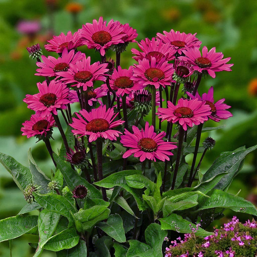 Echinacea Fatal Attraction Bare Roots  3